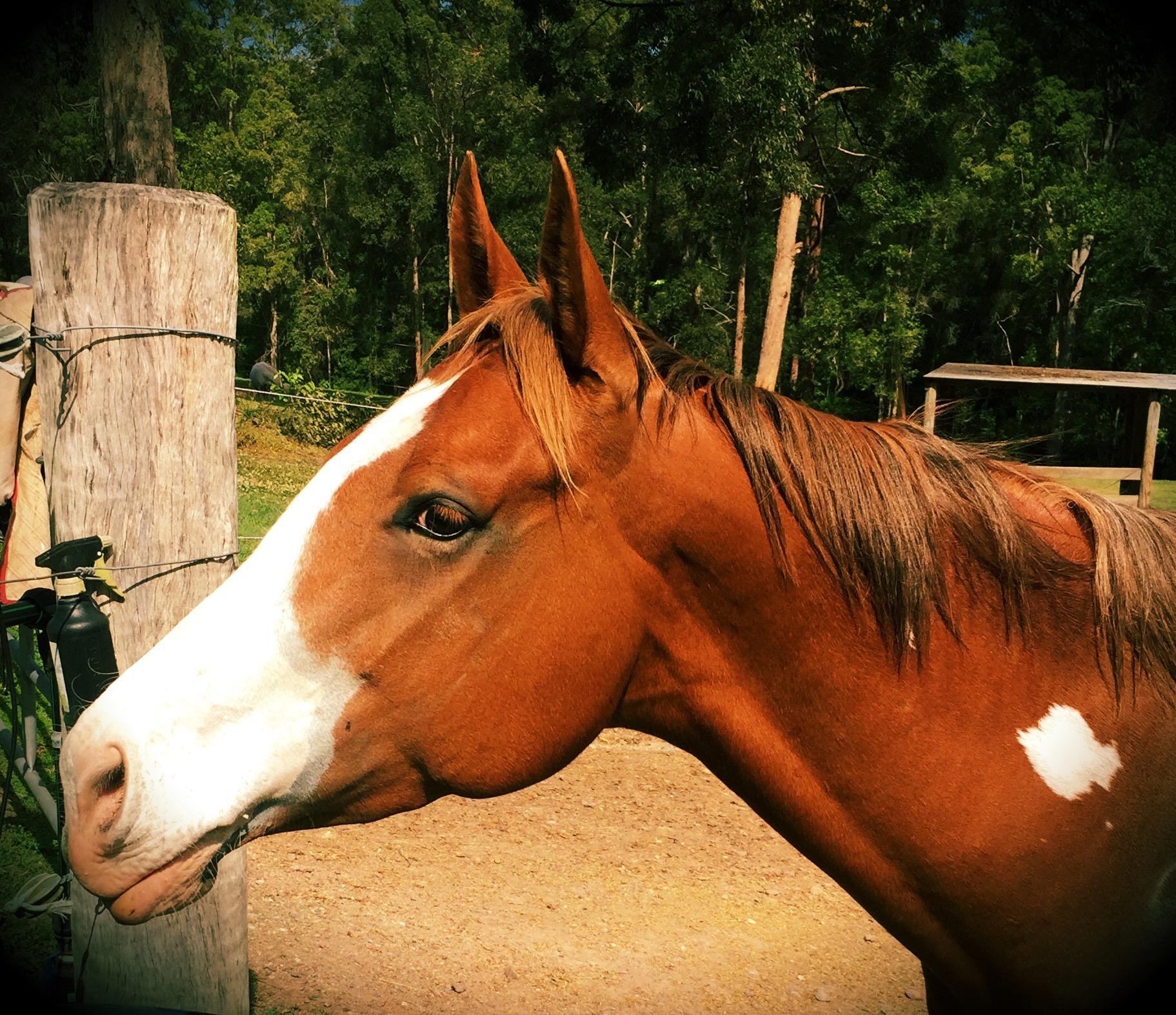 Paint Horses For Sale Paint Horse » Horsezone Page 1