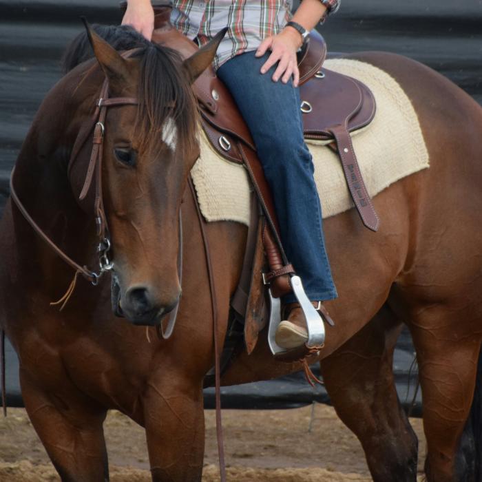 Paint Horses For Sale Paint Horse » Horsezone Page 1