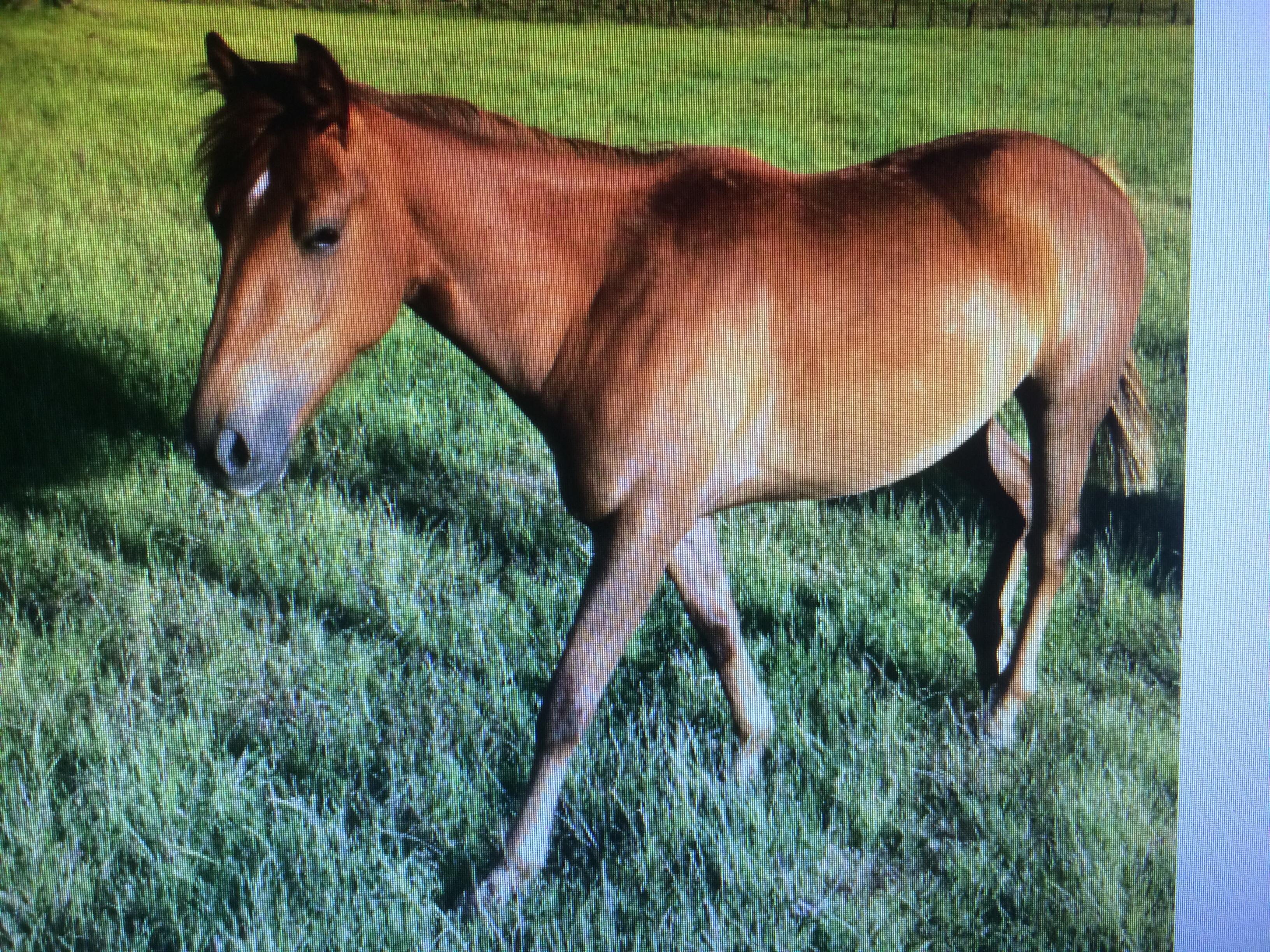 Quarter Horses For Sale Quarter horse Horse » Horsezone Page 1