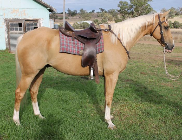 Palomino Horses For Sale Palomino Horse » Horsezone Page 1