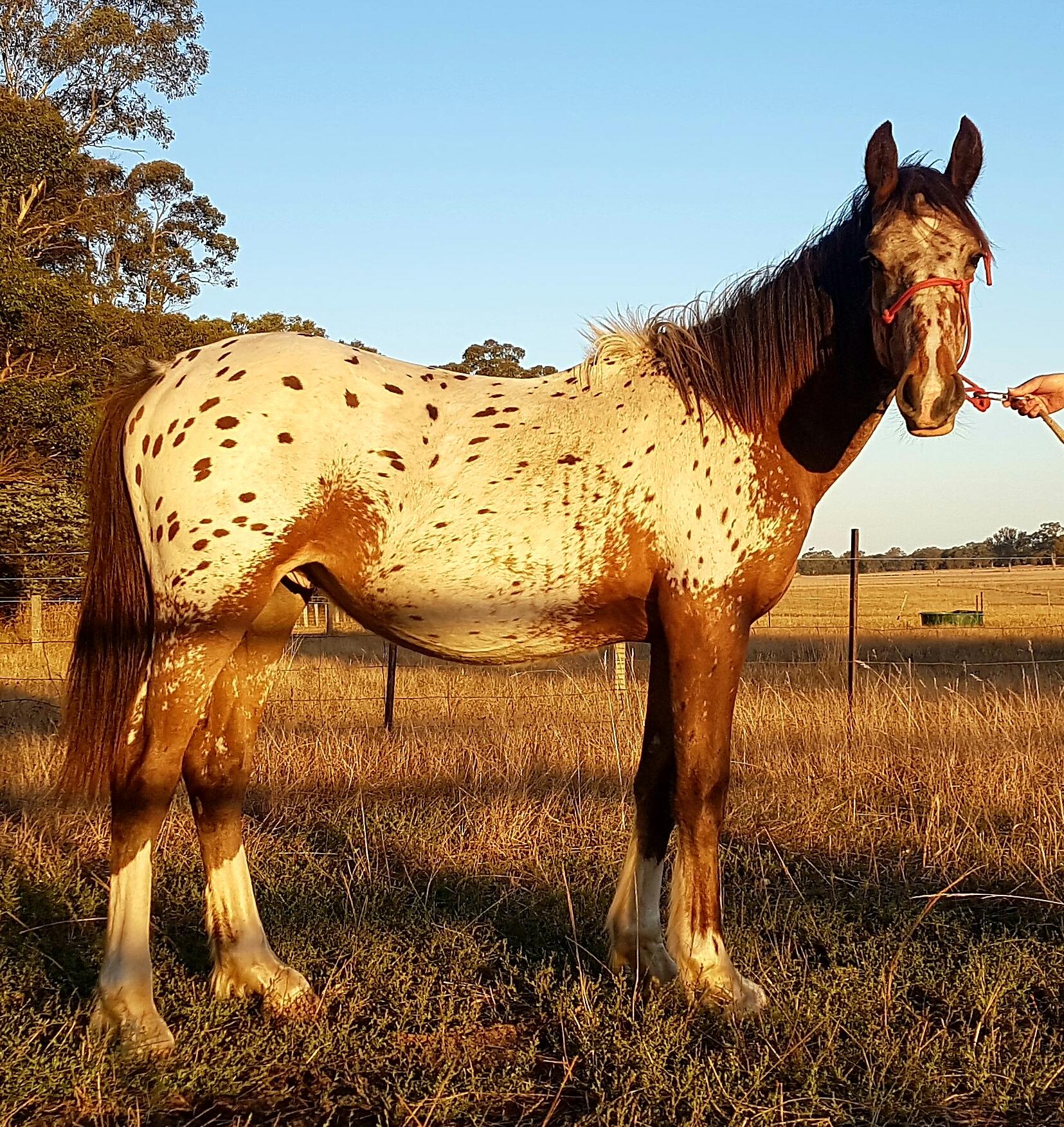 Clydesdale Horses For Sale Clydesdale Horse » Horsezone Page 1