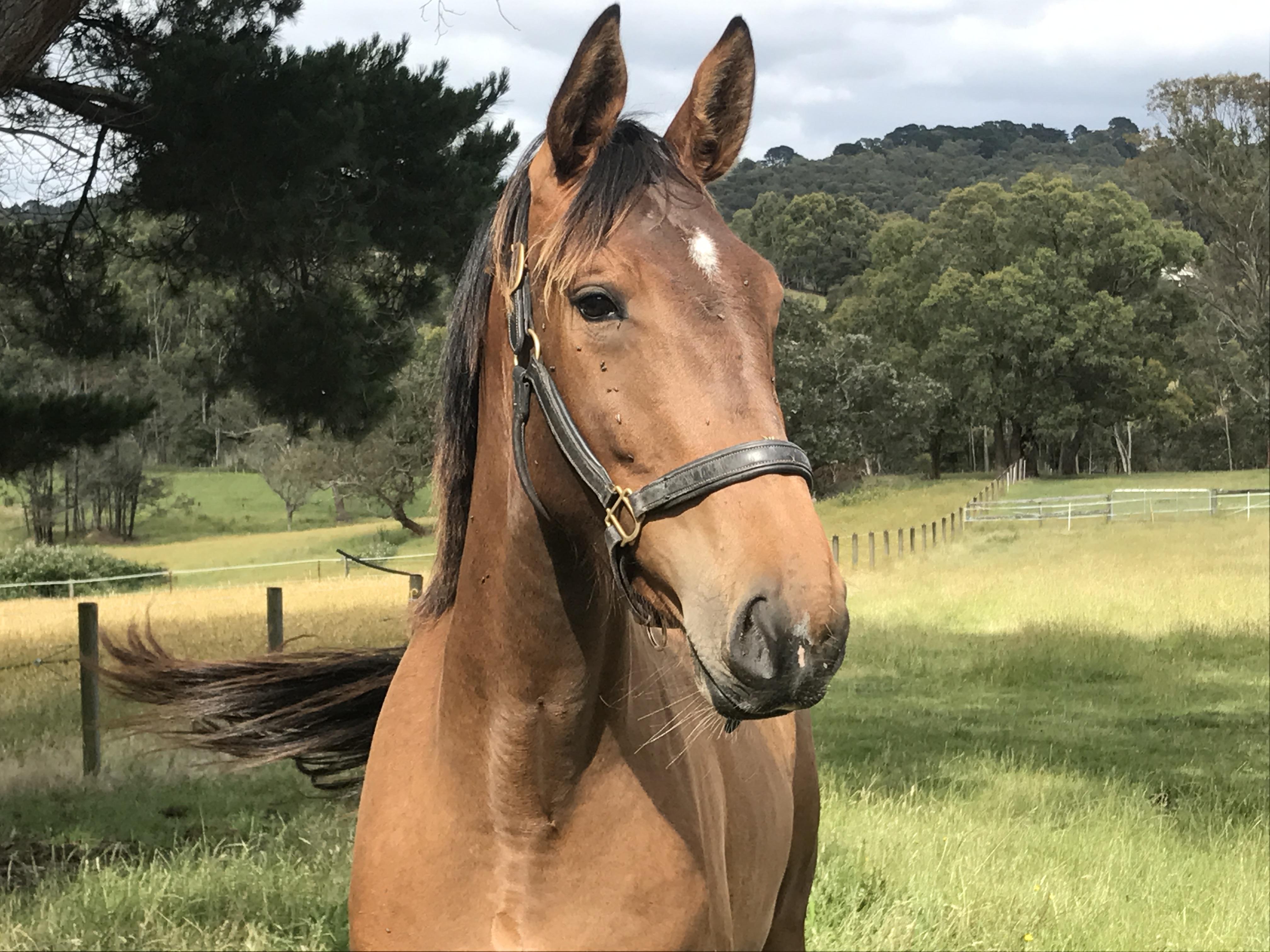 Warmblood Mare Bred to Jump/Dressage video uploade Warmblood Horsezone