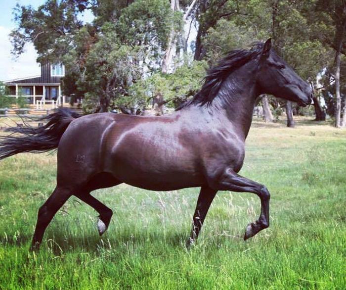 Stunning Black Andalusian mare Spanish / Andalusian Horsezone