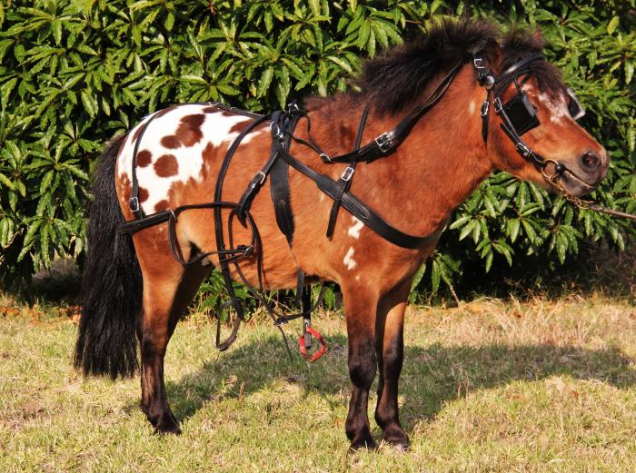 Harnesses Saddlery, Tack & Apparel Horsezone Page 1