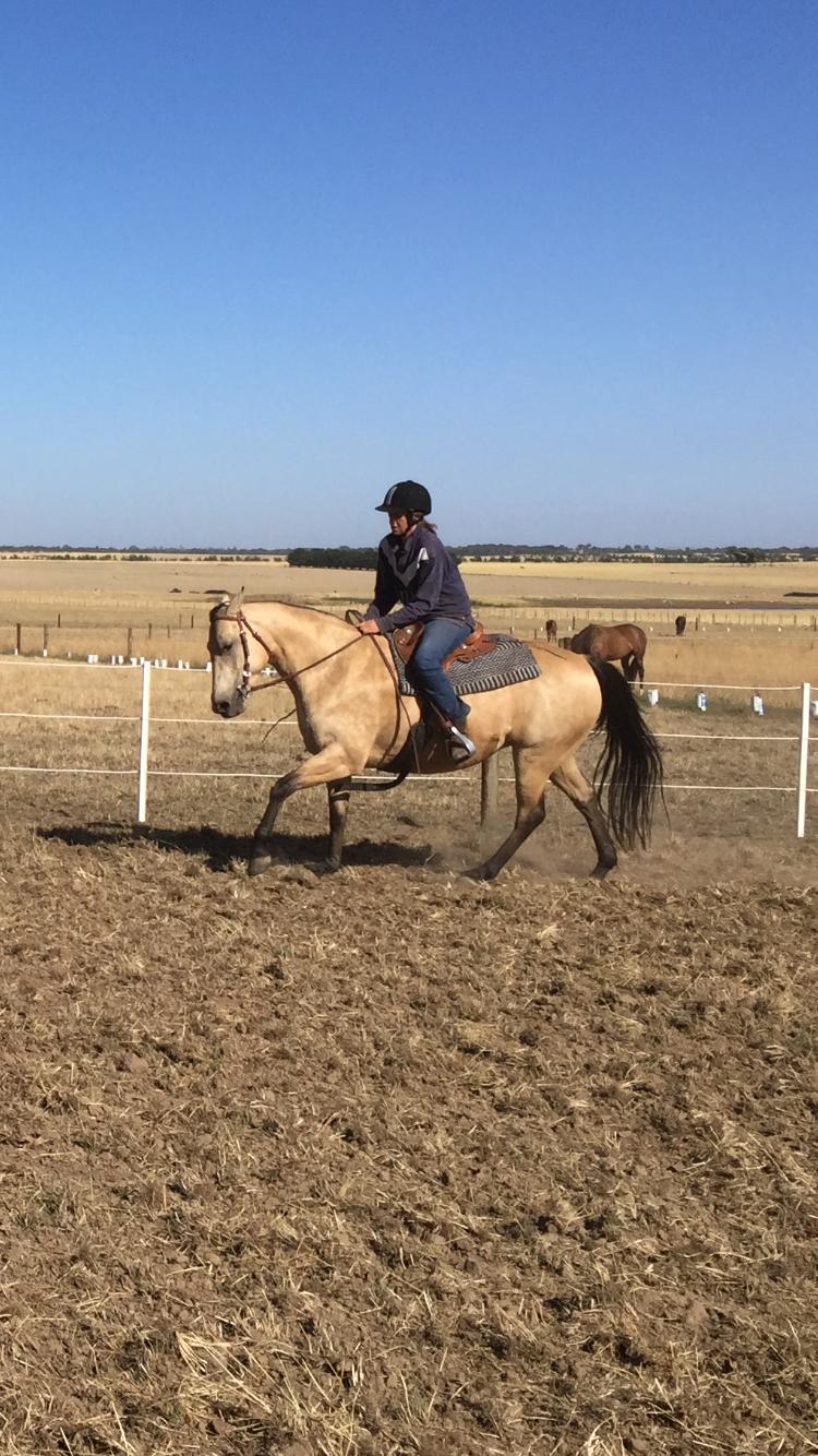 Horses for sale & equine products, stallions, equine news & gallery on