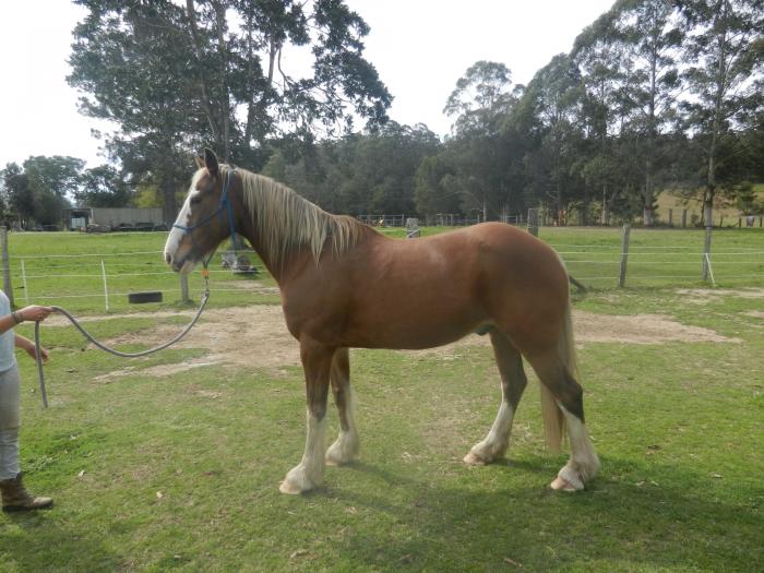 Clydesdale Horses For Sale Clydesdale Horse » Horsezone Page 1