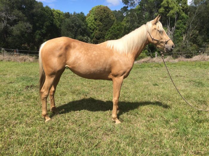Palomino Horses For Sale Palomino Horse » Horsezone Page 1