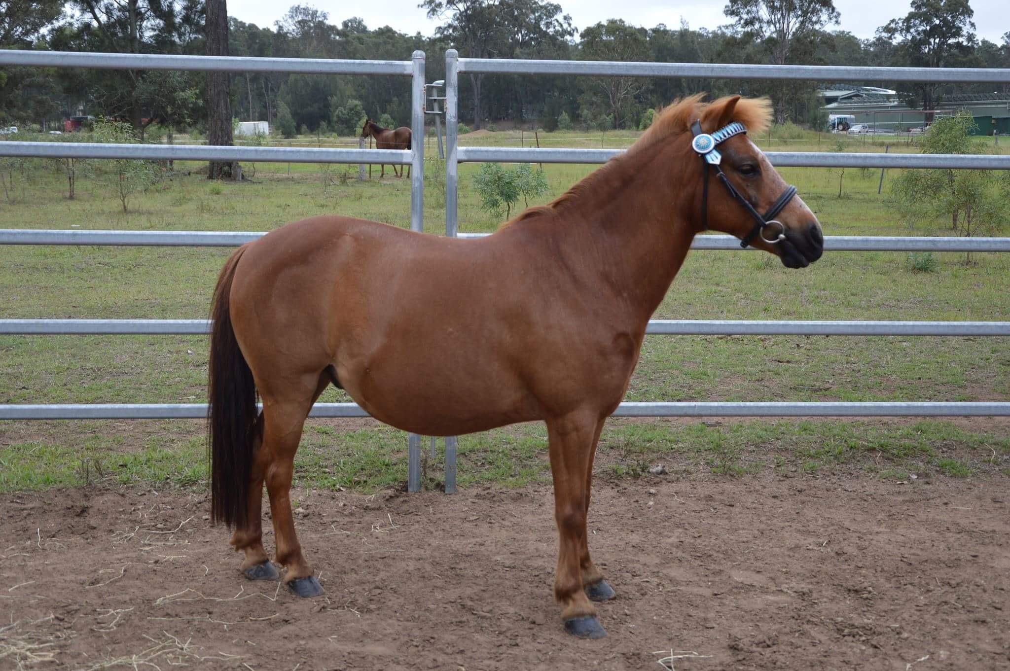 Shetland Ponies For Sale Shetland Pony » Horsezone Page 1
