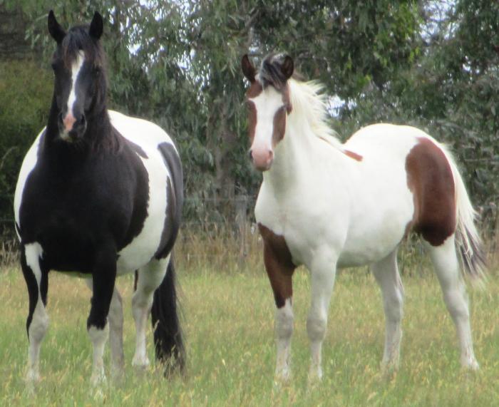 Coloured Horses For Sale Coloured Horse » Horsezone Page 1