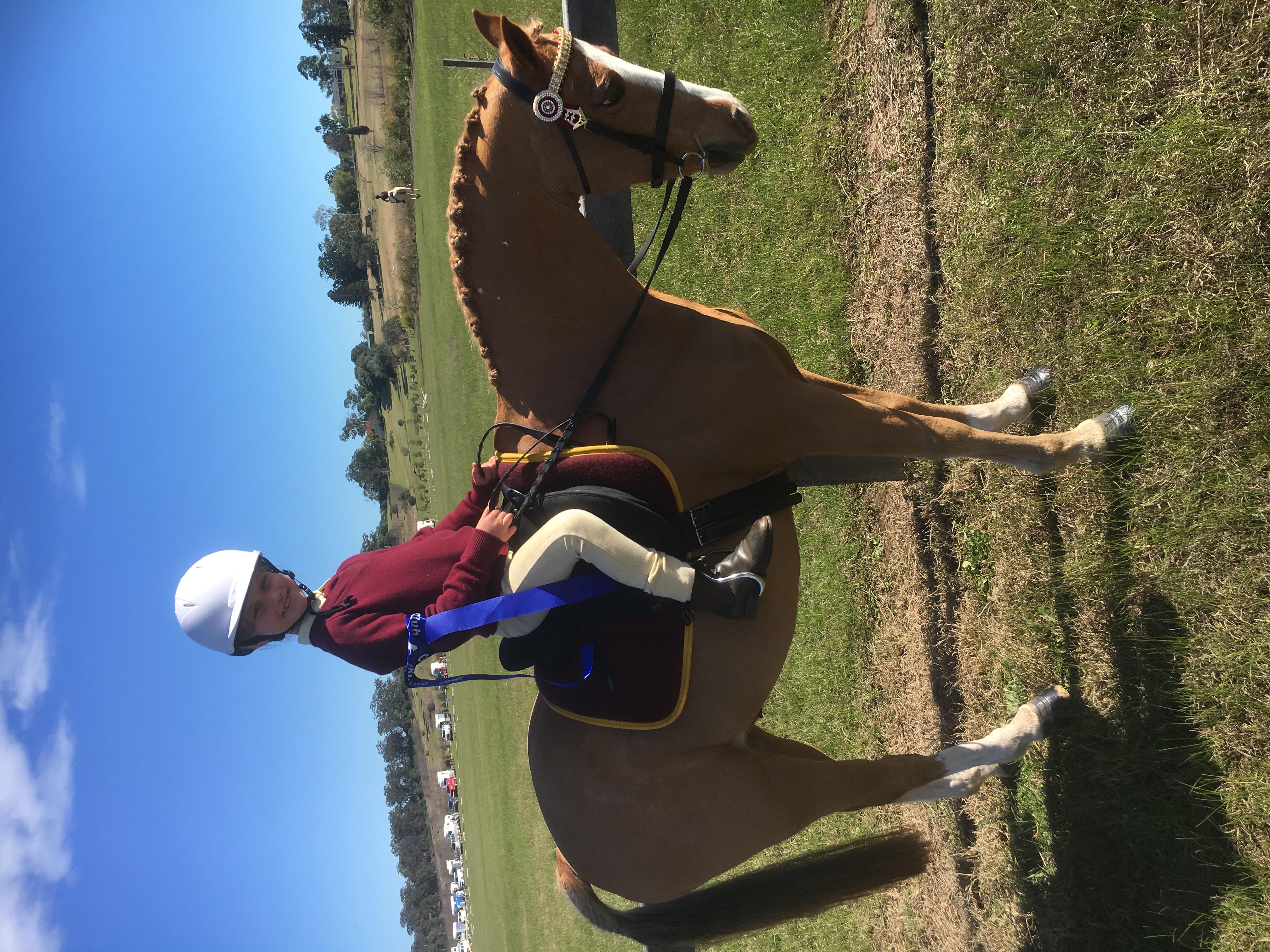 Pony For Sale Pony Horse » Horsezone Page 1