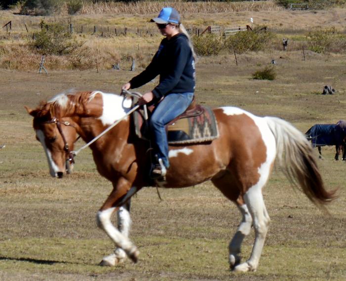 Paint Horses For Sale Paint Horse » Horsezone Page 1
