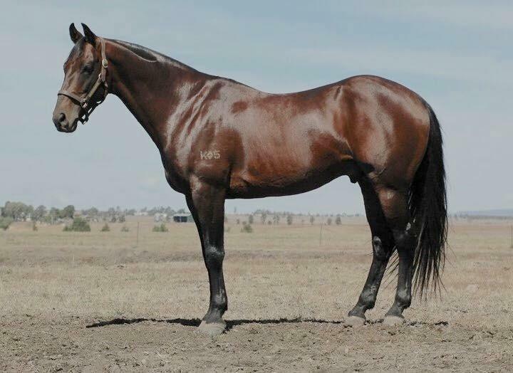 Exciting campdraft prospect by Knights Nicholas Australian Stock
