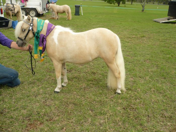 Miniature Ponies For Sale Miniature Ponies » Horsezone Page 1