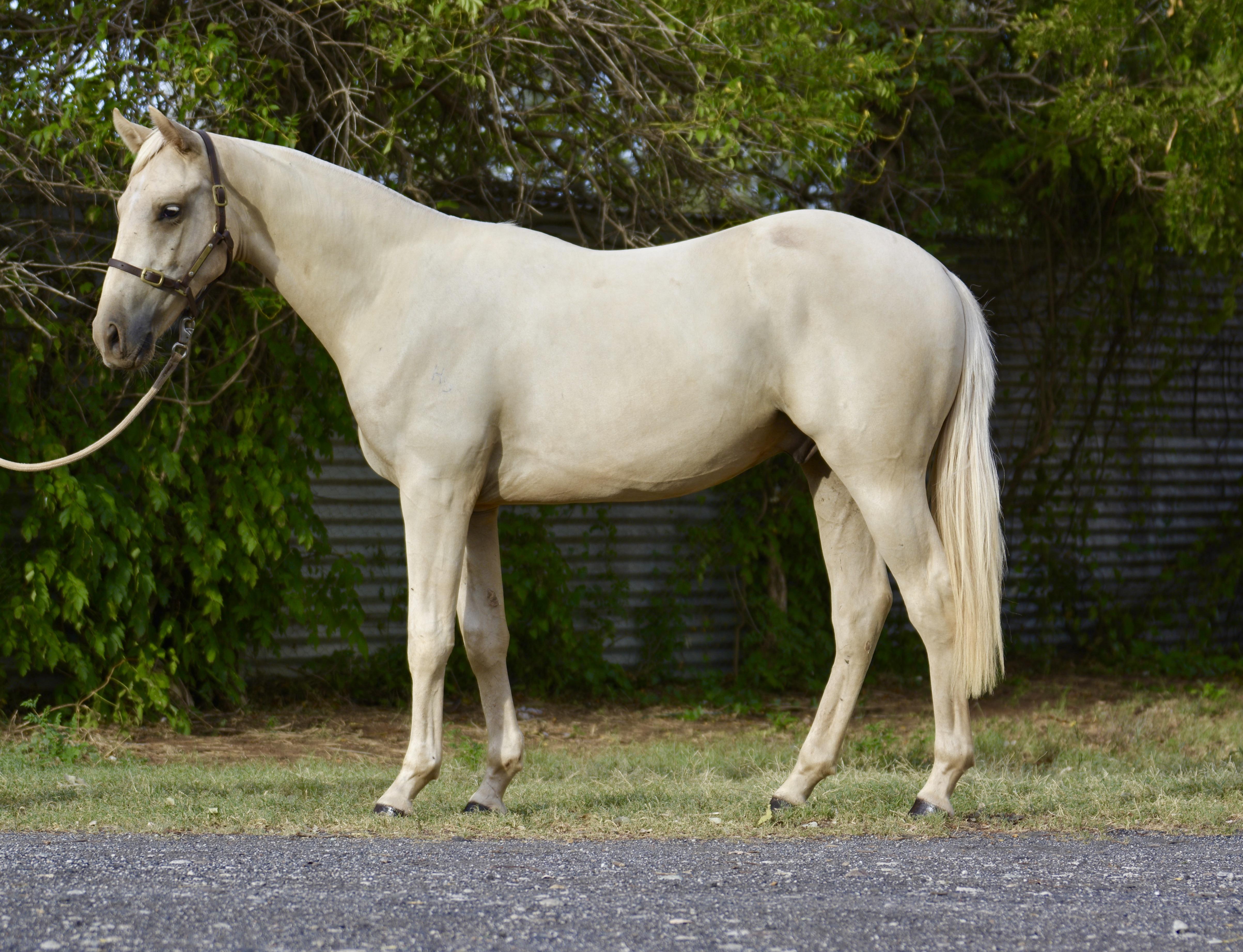 Horses for sale & equine products, stallions, equine news & gallery on