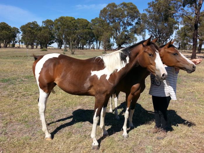 Australian Stock Horses For Sale Page 1