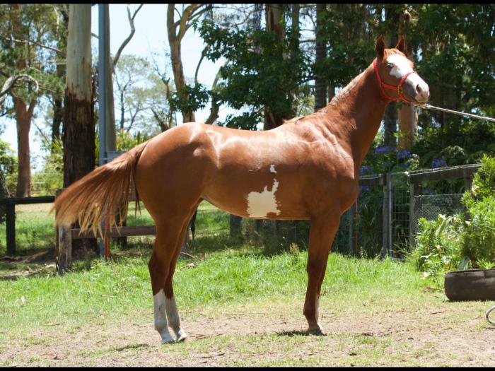 Paint Horses For Sale Paint Horse » Horsezone Page 1