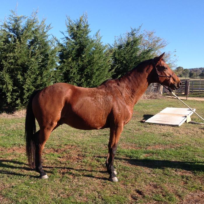 Australian Stock Horses For Sale Page 1