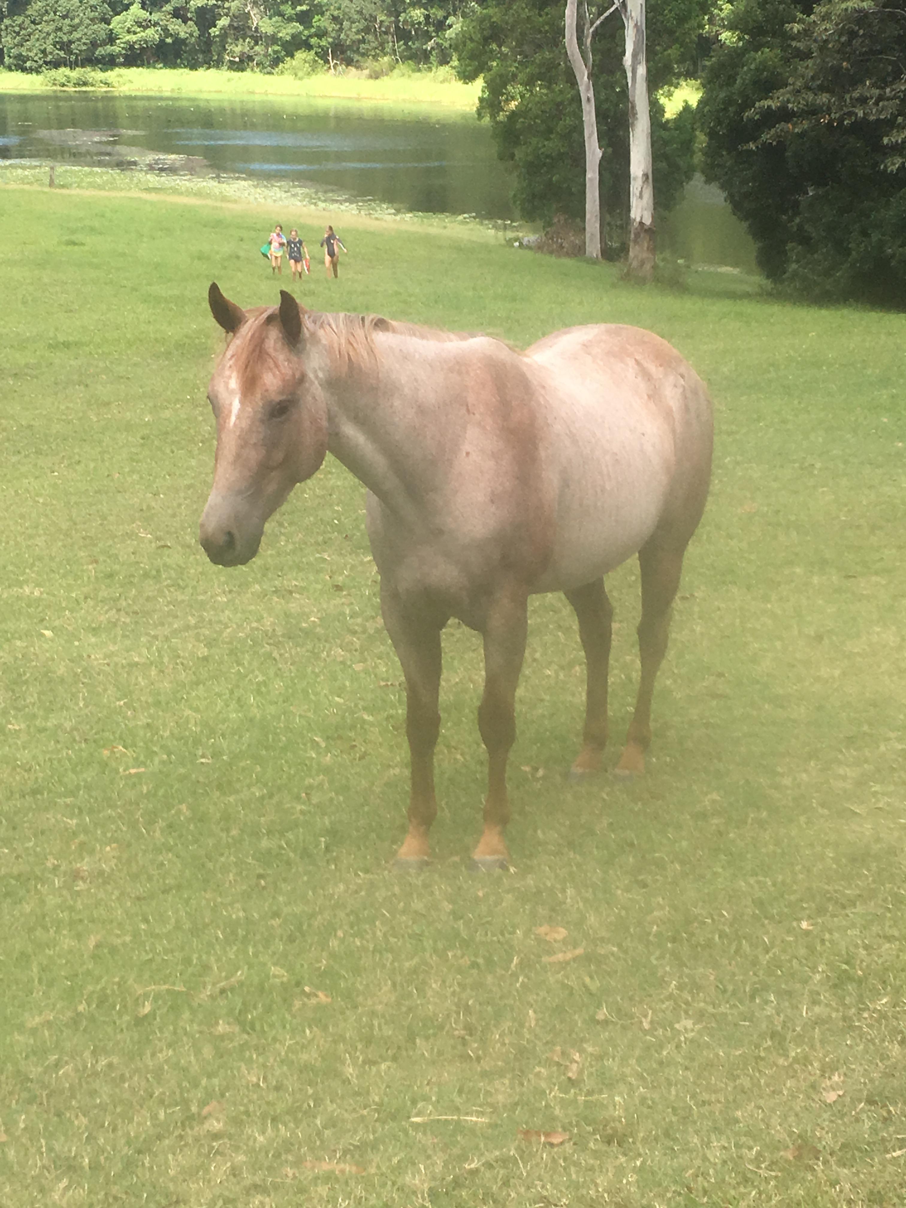Australian Stock Horses For Sale Page 1