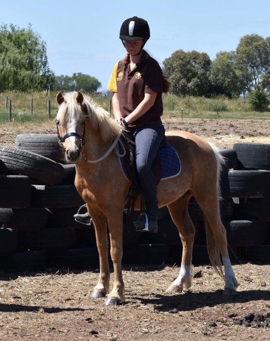 Welsh Ponies For Sale Welsh Horse » Horsezone Page 1