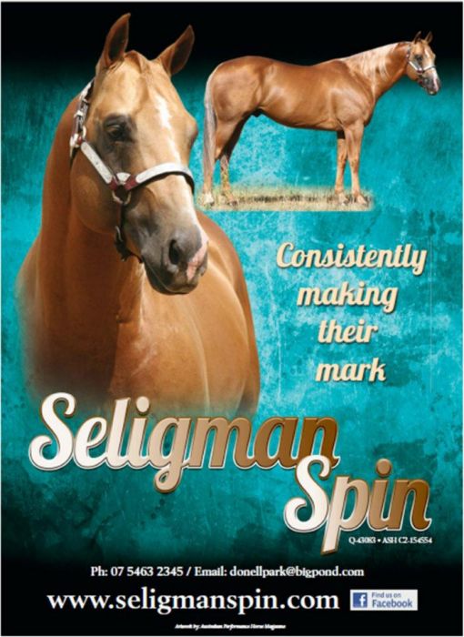 Seligman Spin Quarter horse Horsezone