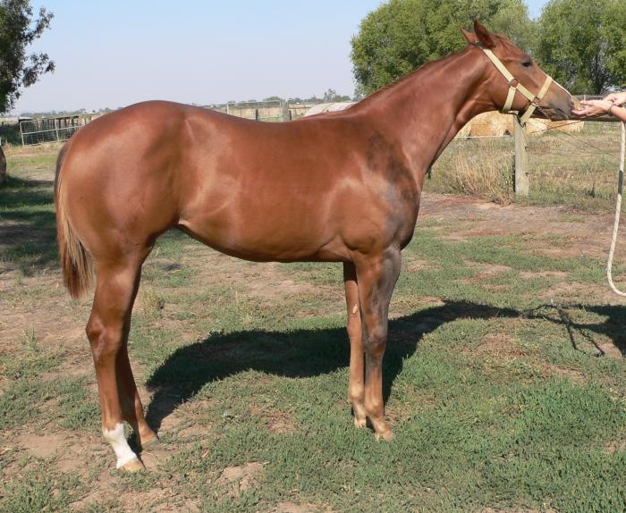 TOP SHELF YEARLING FILLY Quarter horse Horsezone