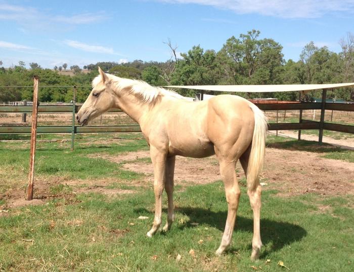 Palomino Horses For Sale Palomino Horse » Horsezone Page 1