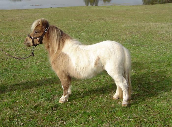 Miniature Ponies For Sale Miniature Ponies » Horsezone Page 1