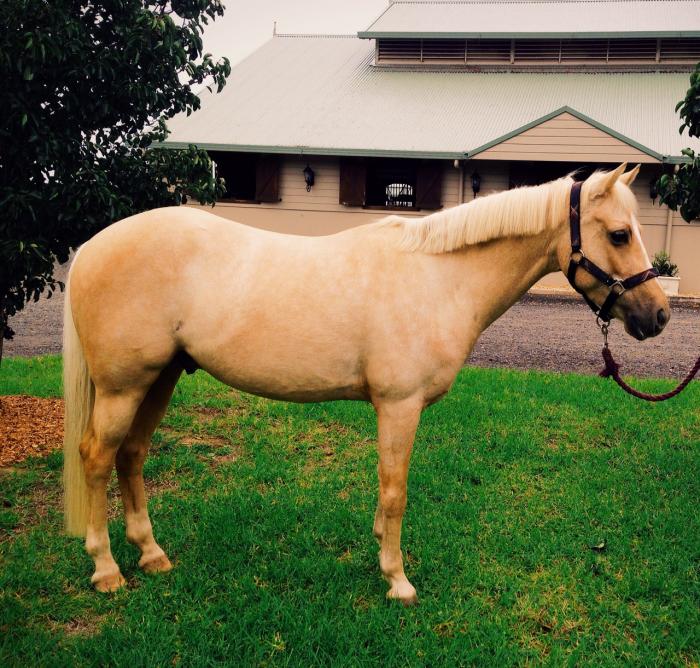 Palomino Horses For Sale Palomino Horse » Horsezone Page 1