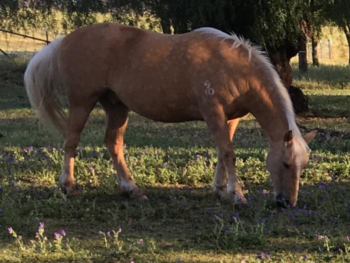 Palomino Horses For Sale Palomino Horse » Horsezone Page 1