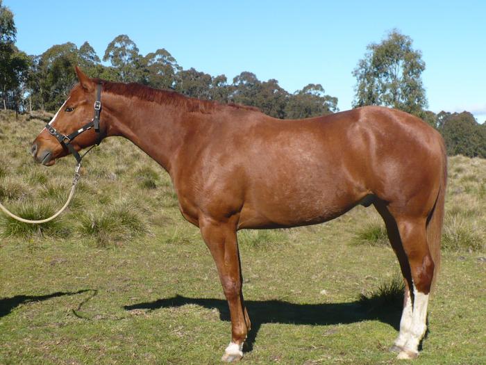 Quarter Horses For Sale Quarter horse Horse » Horsezone Page 1