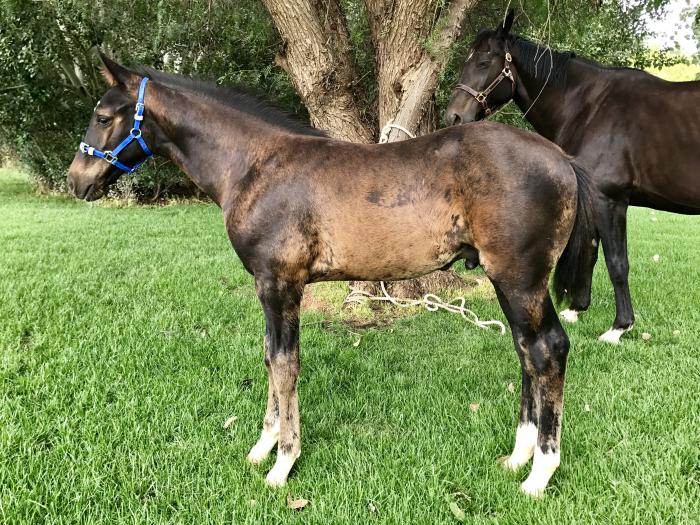 Warmblood Horses For Sale Warmblood Horse » Horsezone Page 1
