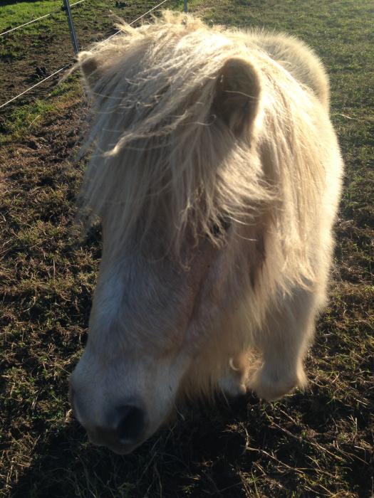 Miniature Ponies For Sale Miniature Ponies » Horsezone Page 1