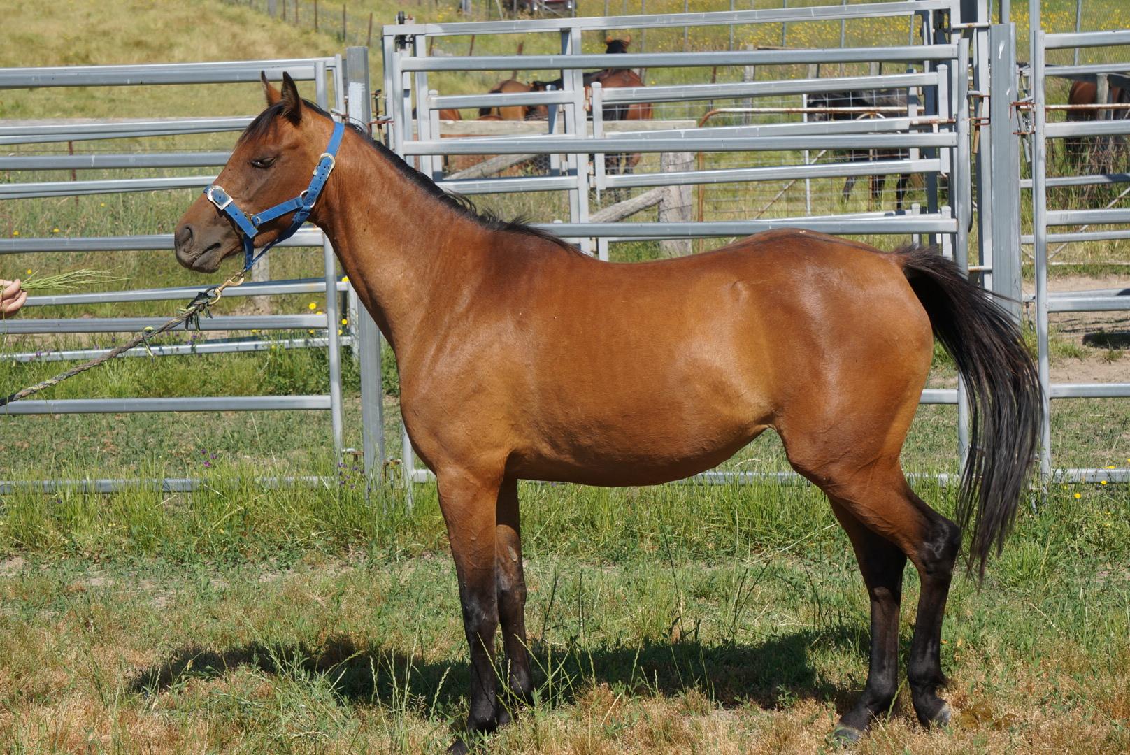 Pony For Sale Pony Horse » Horsezone Page 1