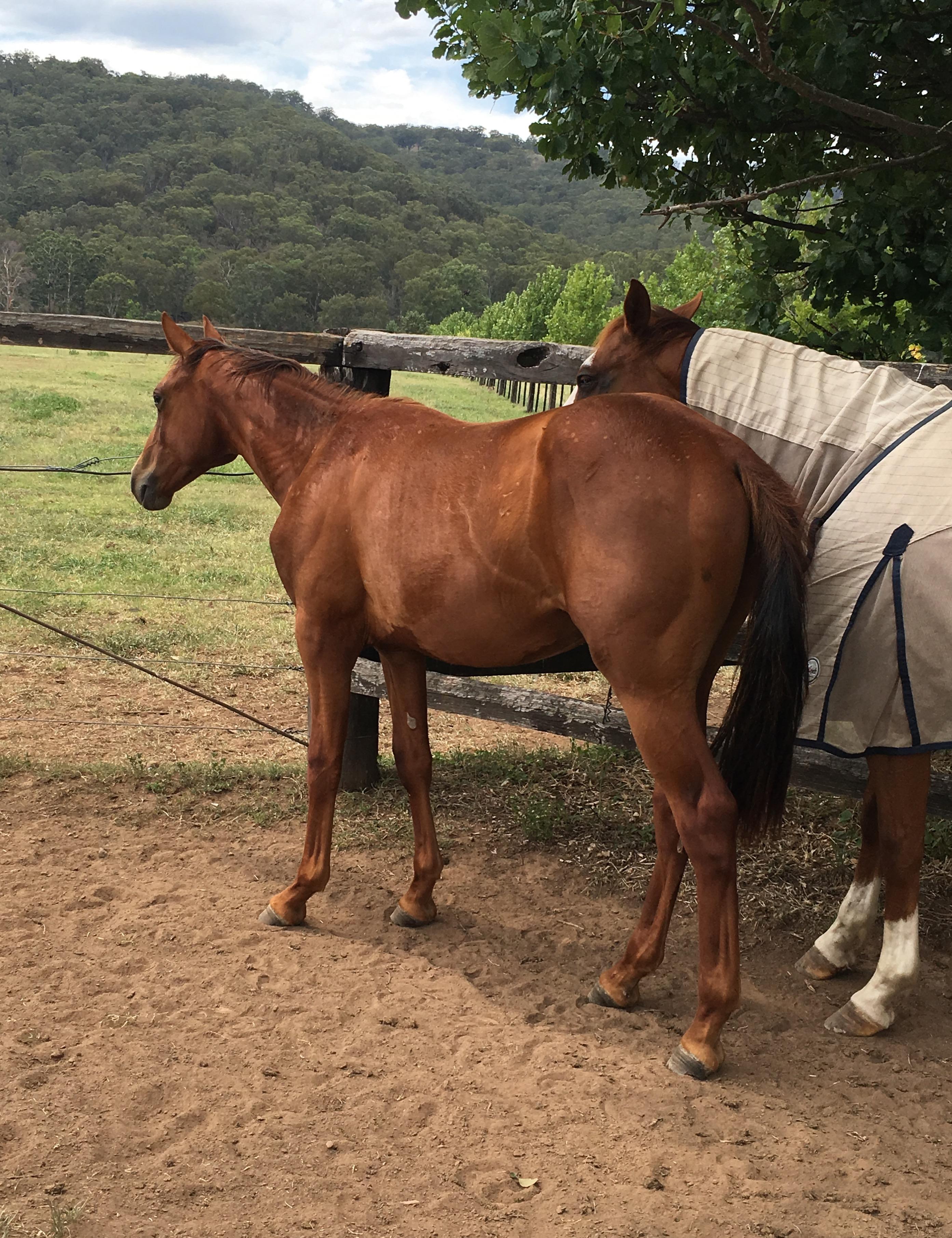 Paint Horses For Sale Paint Horse » Horsezone Page 1