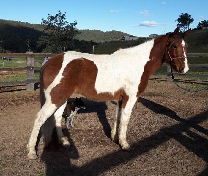 Paint Horses For Sale Paint Horse » Horsezone Page 1