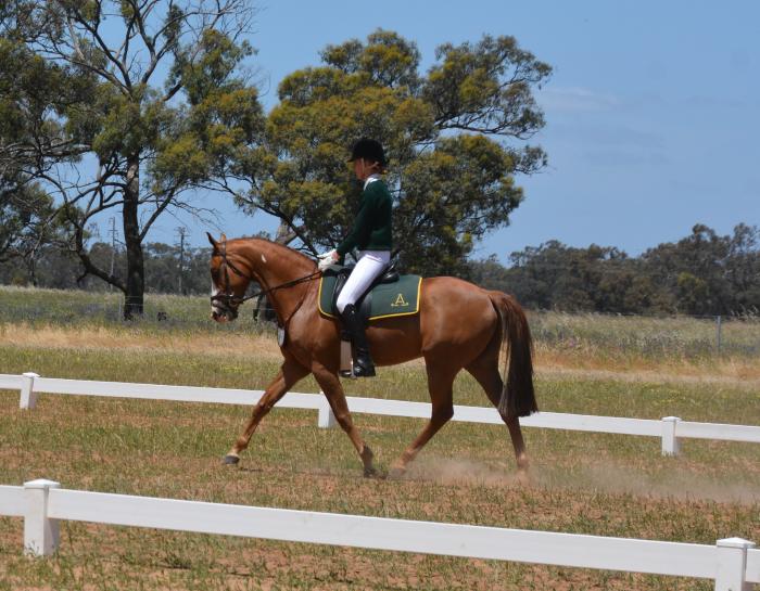 Australian Stock Horses For Sale Page 1