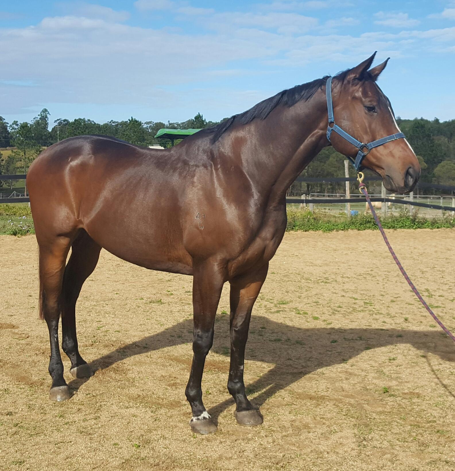 Thoroughbred Horses For Sale Thoroughbred Horse » Horsezone Page 5