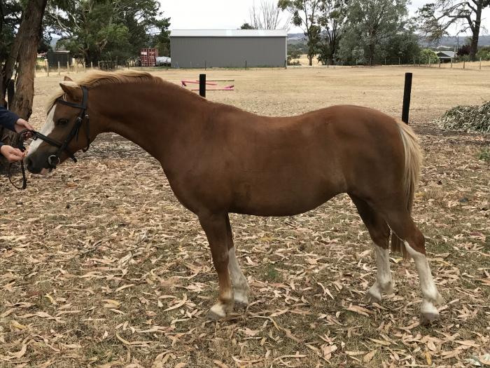 Welsh Ponies For Sale Welsh Horse » Horsezone Page 1