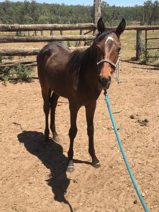 Australian Stock Horses For Sale Page 1