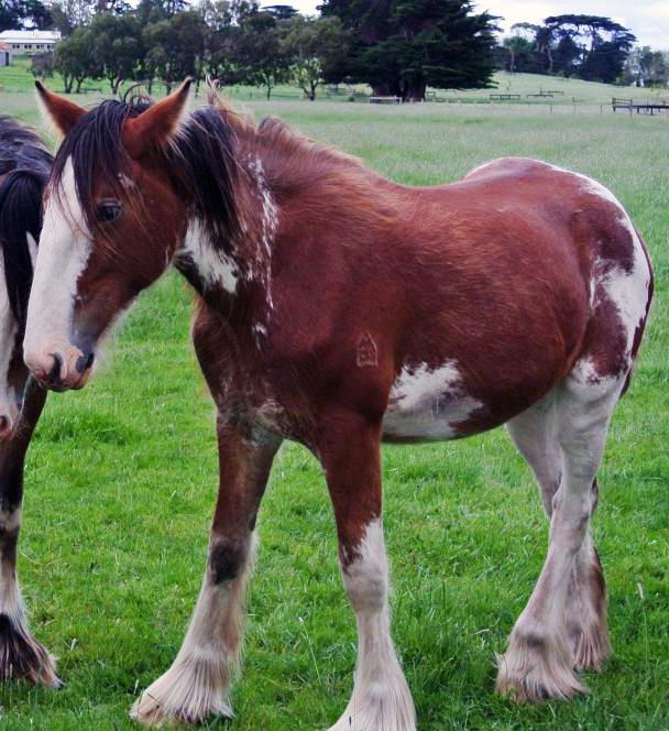 Clydesdale filly