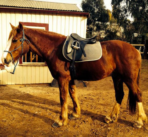 Wilbur Clydesdale cross must sell