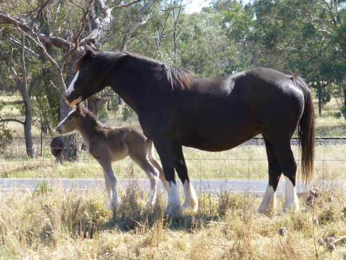 Clydesdale Horses For Sale Clydesdale Horse » Horsezone Page 1