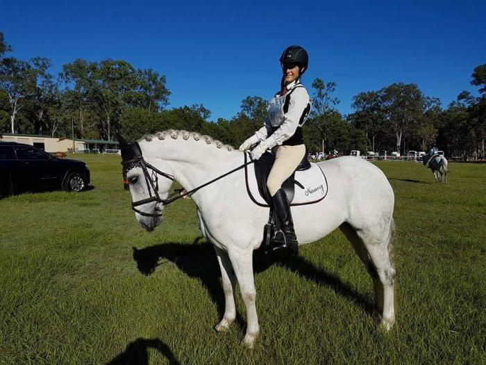 Percheron Horses For Sale Percheron Horse » Horsezone Page 1