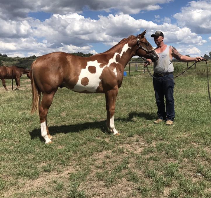 Paint Horses For Sale Paint Horse » Horsezone Page 1