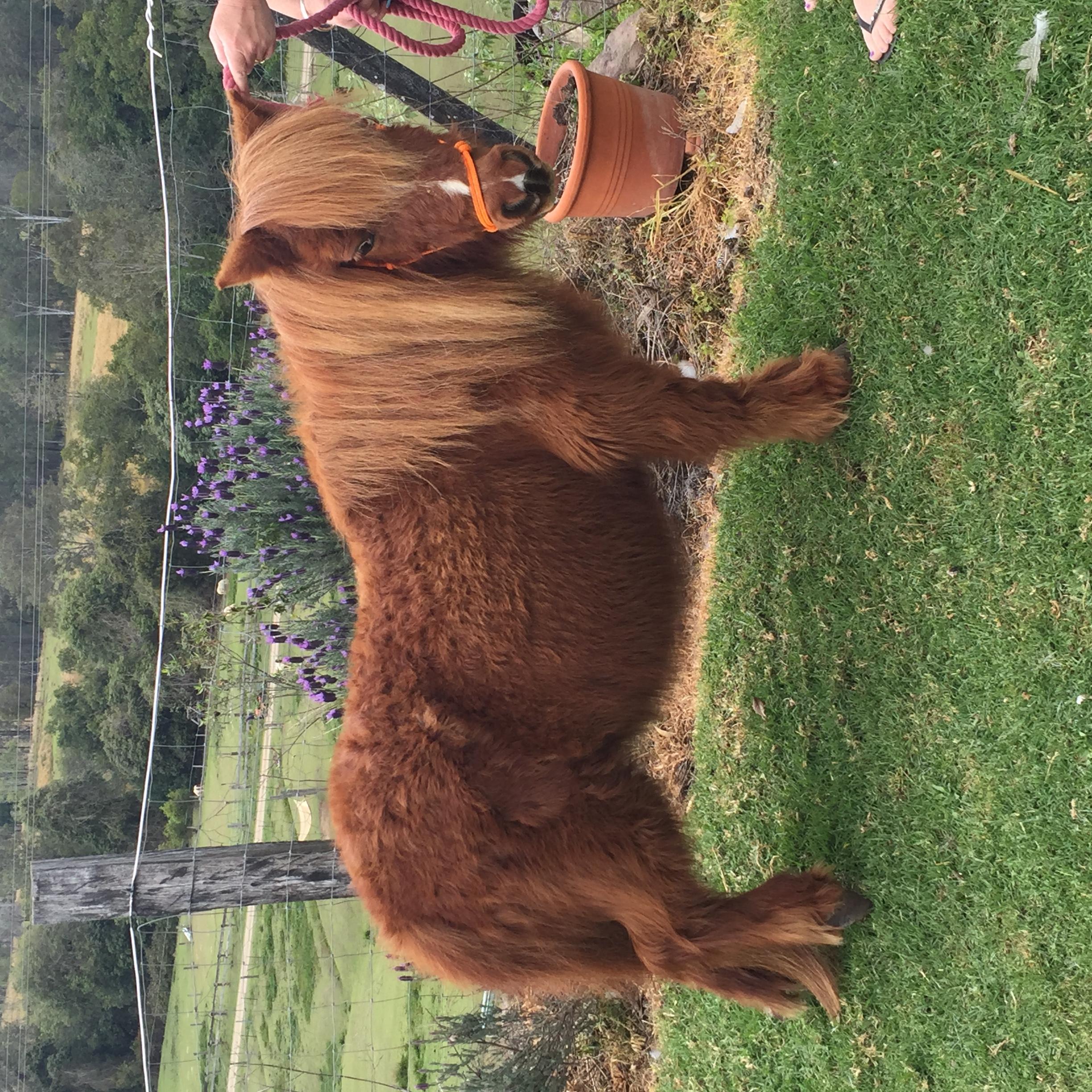 Miniature Ponies For Sale Miniature Ponies » Horsezone Page 1