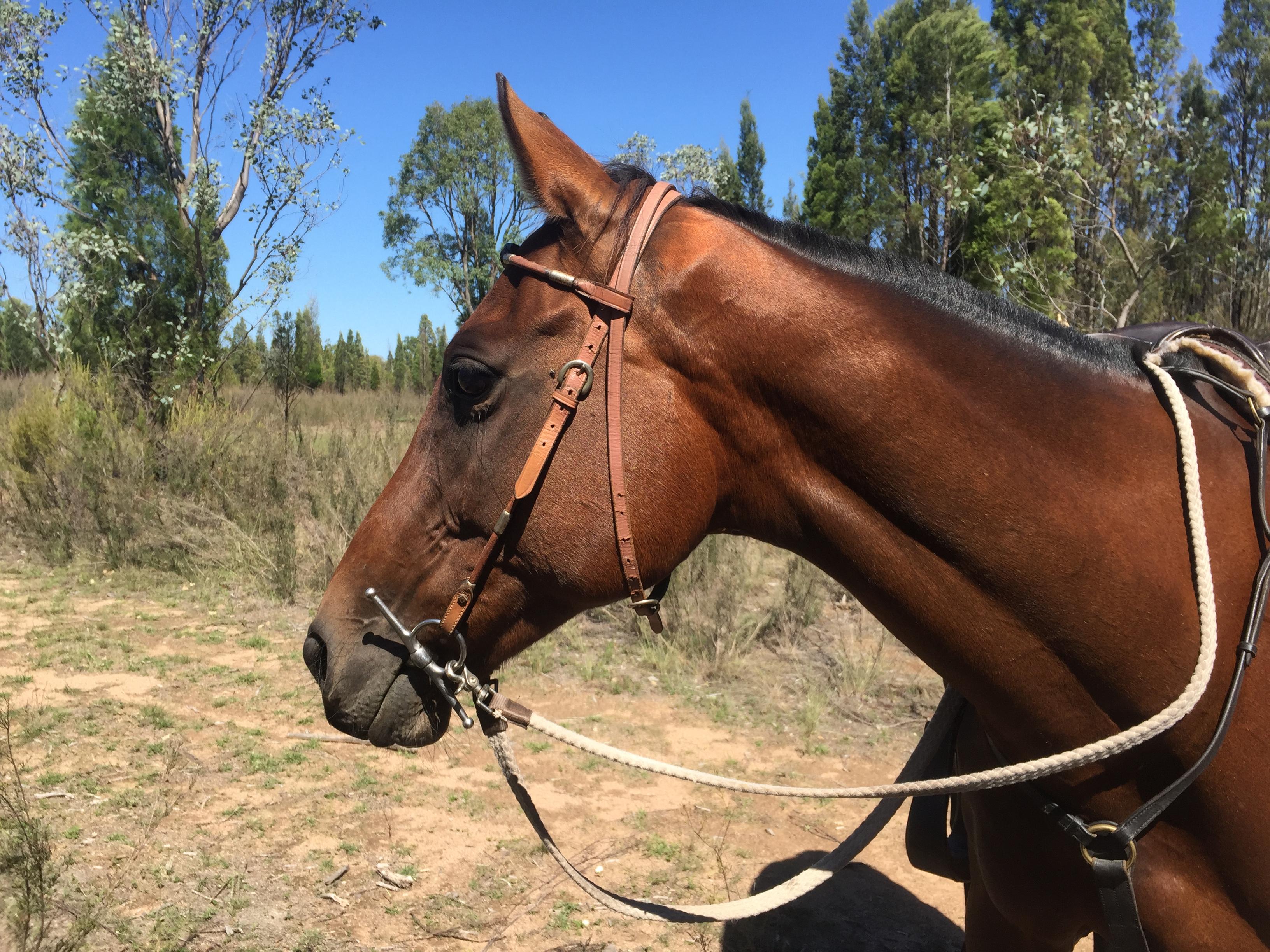 Australian Stock Horses For Sale Page 1