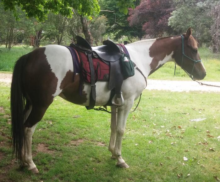 Coloured Horses For Sale Coloured Horse » Horsezone Page 1