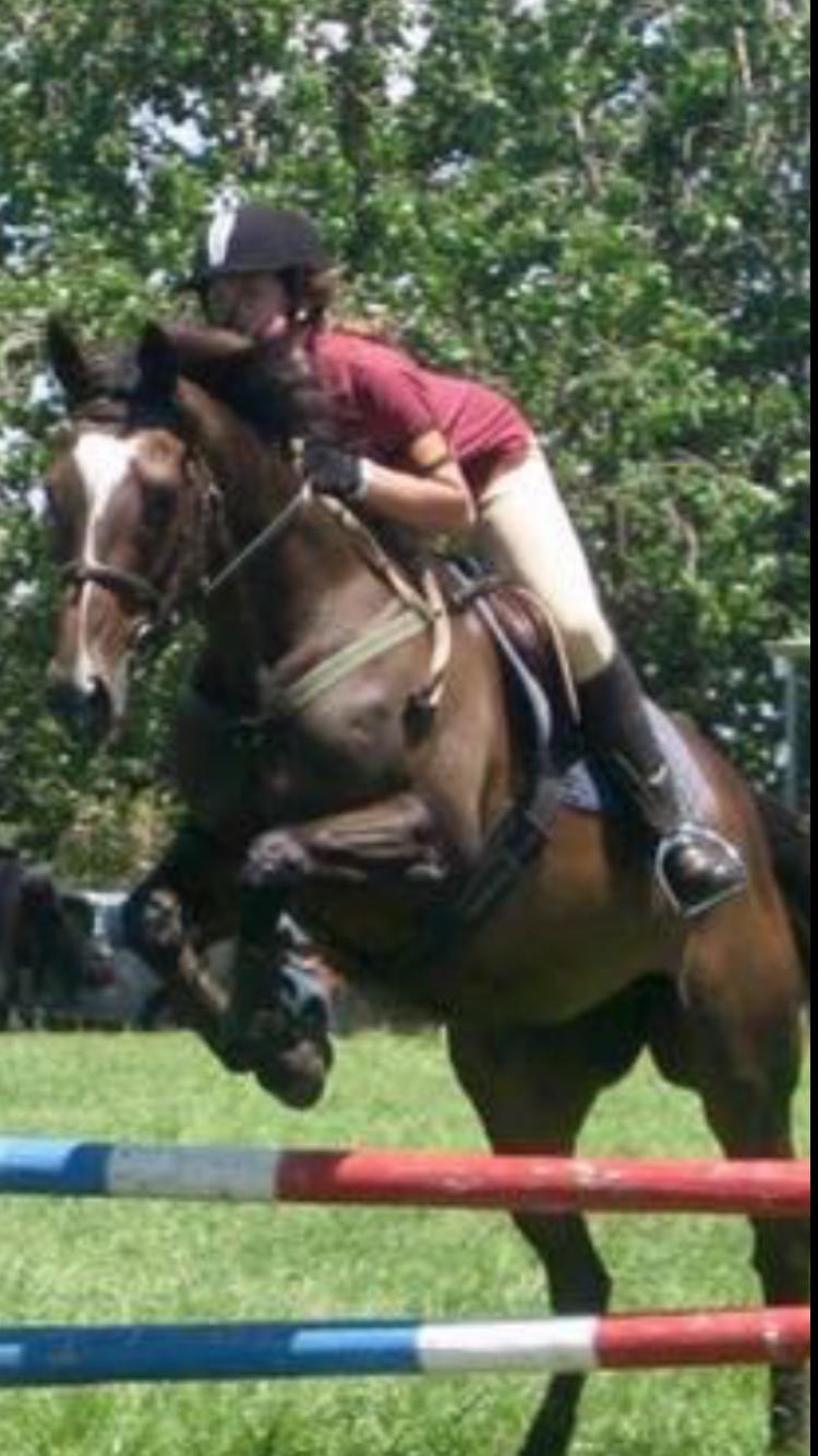 Thoroughbred Horses For Sale Thoroughbred Horse » Horsezone Page 1