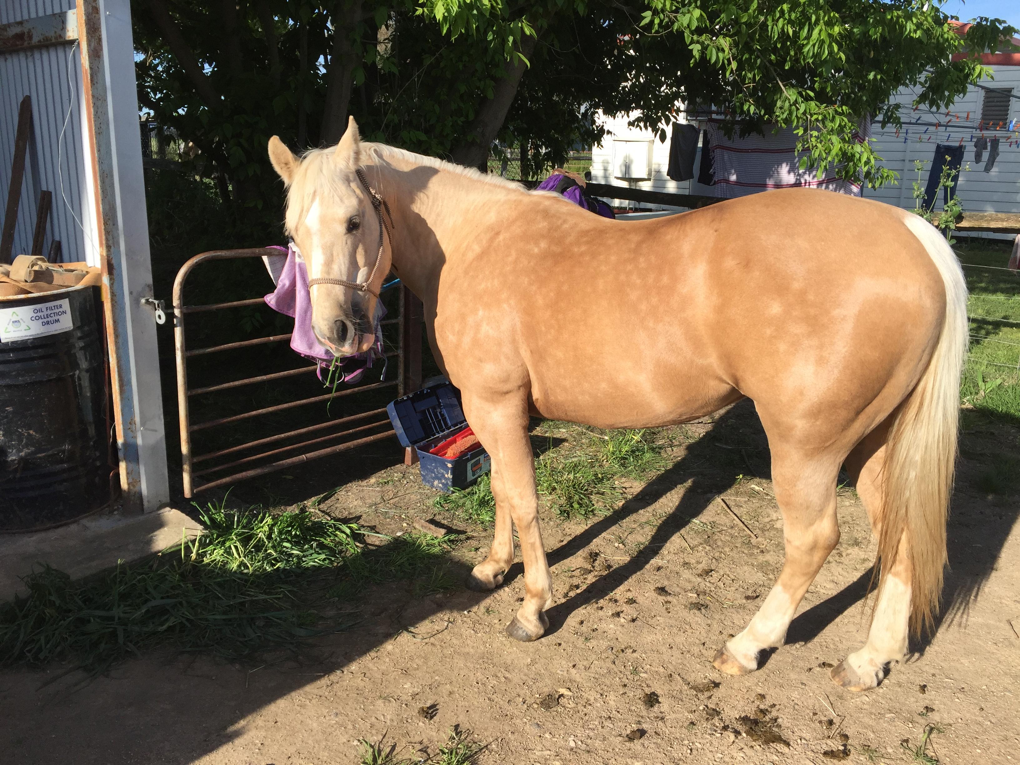 Stunning Reg QH mare Quarter horse Horsezone
