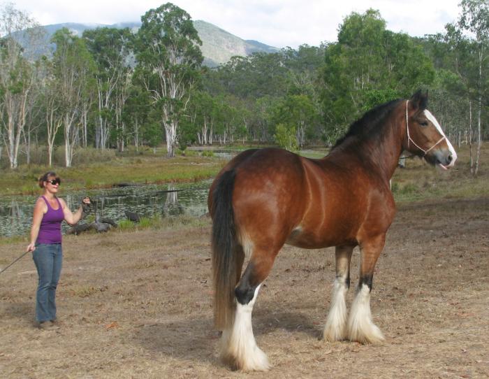 STUNNING CLYDESDALE MARE Quality rarely for sale